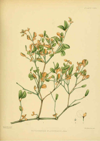 Reproducción/Reproduction 6430660073: A hand-book to the flora of Ceylon. atlas. London :Dulau,1893-1931