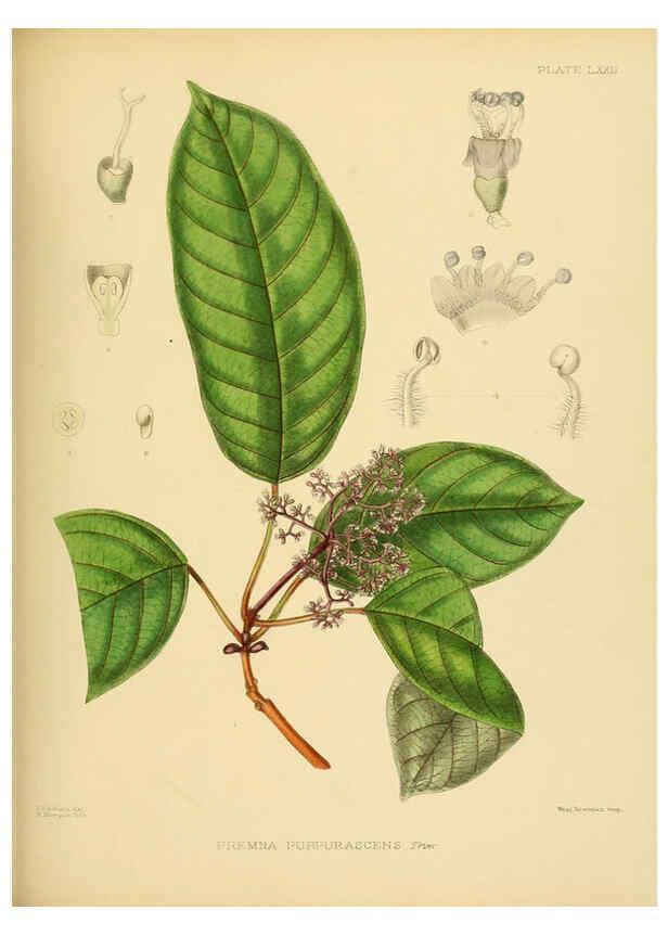 Reproducción/Reproduction 6430657383: A hand-book to the flora of Ceylon. atlas. London :Dulau,1893-1931