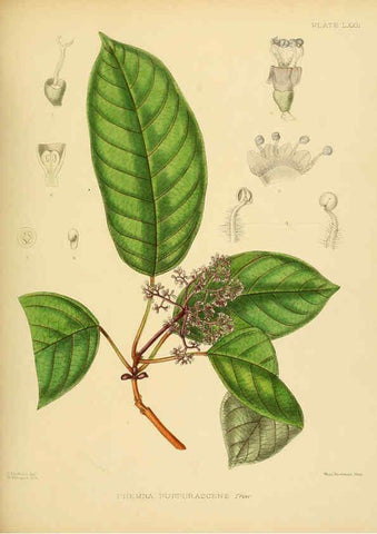 Reproducción/Reproduction 6430657383: A hand-book to the flora of Ceylon. atlas. London :Dulau,1893-1931