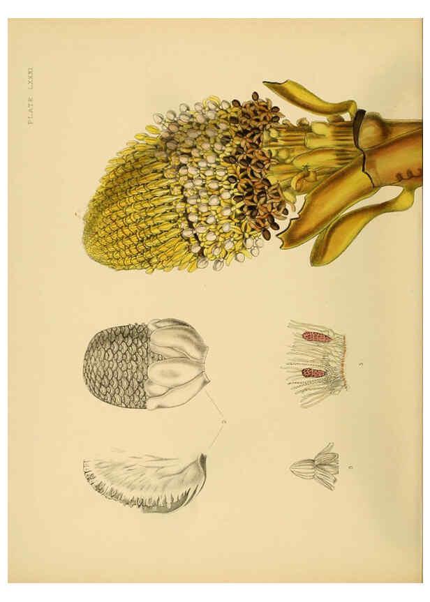 Reproducción/Reproduction 6430660345: A hand-book to the flora of Ceylon. atlas. London :Dulau,1893-1931