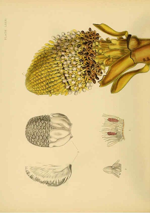 Reproducción/Reproduction 6430660345: A hand-book to the flora of Ceylon. atlas. London :Dulau,1893-1931