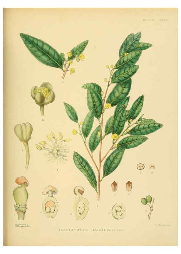 Reproducción/Reproduction 6430660931: A hand-book to the flora of Ceylon. atlas. London :Dulau,1893-1931