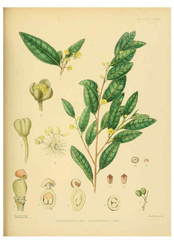 Reproducción/Reproduction 6430660931: A hand-book to the flora of Ceylon. atlas. London :Dulau,1893-1931