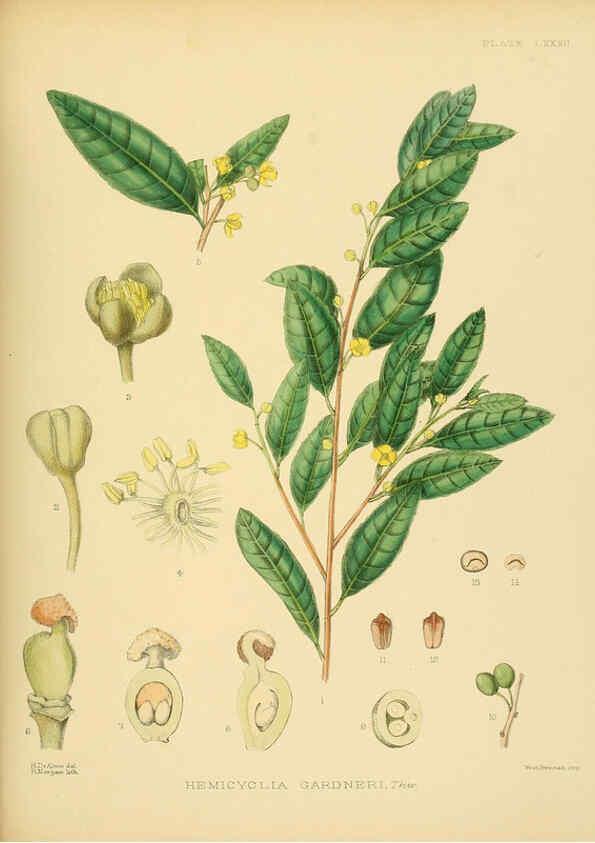 Reproducción/Reproduction 6430660931: A hand-book to the flora of Ceylon. atlas. London :Dulau,1893-1931