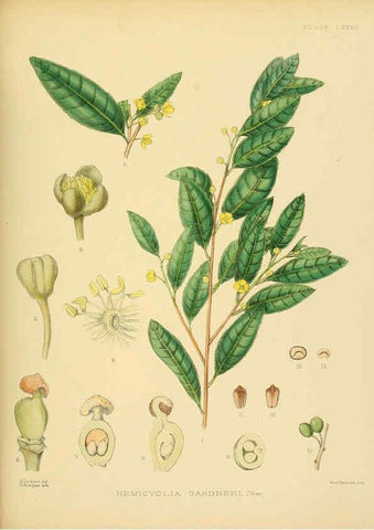 Reproducción/Reproduction 6430660931: A hand-book to the flora of Ceylon. atlas. London :Dulau,1893-1931