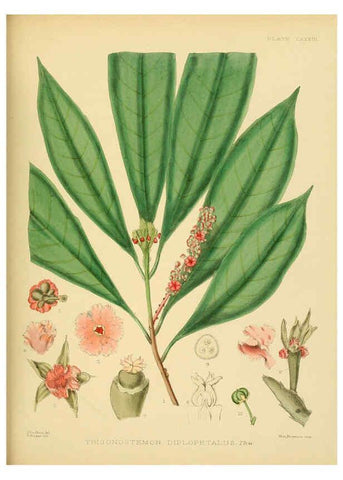 Reproducción/Reproduction 6430661235: A hand-book to the flora of Ceylon. atlas. London :Dulau,1893-1931
