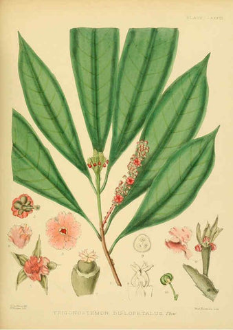 Reproducción/Reproduction 6430661235: A hand-book to the flora of Ceylon. atlas. London :Dulau,1893-1931