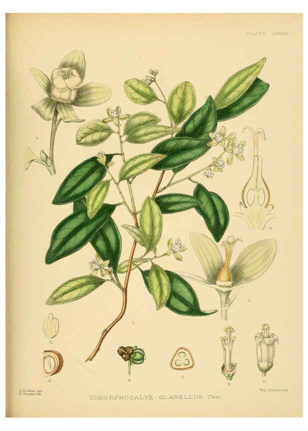 Reproducción/Reproduction 6430661569: A hand-book to the flora of Ceylon. atlas. London :Dulau,1893-1931