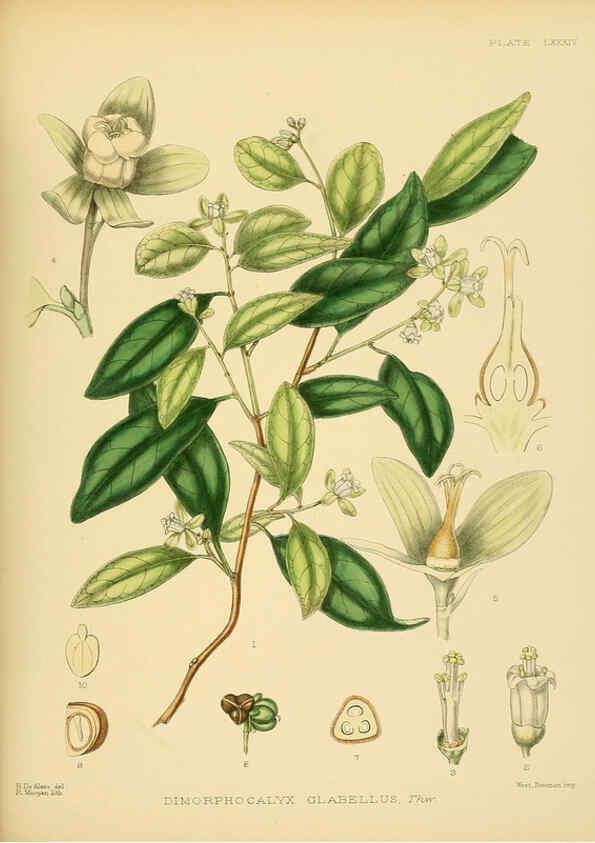 Reproducción/Reproduction 6430661569: A hand-book to the flora of Ceylon. atlas. London :Dulau,1893-1931