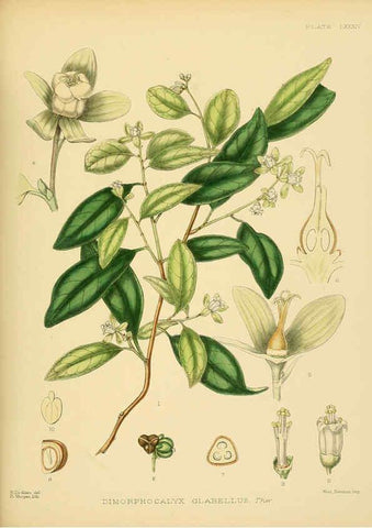Reproducción/Reproduction 6430661569: A hand-book to the flora of Ceylon. atlas. London :Dulau,1893-1931