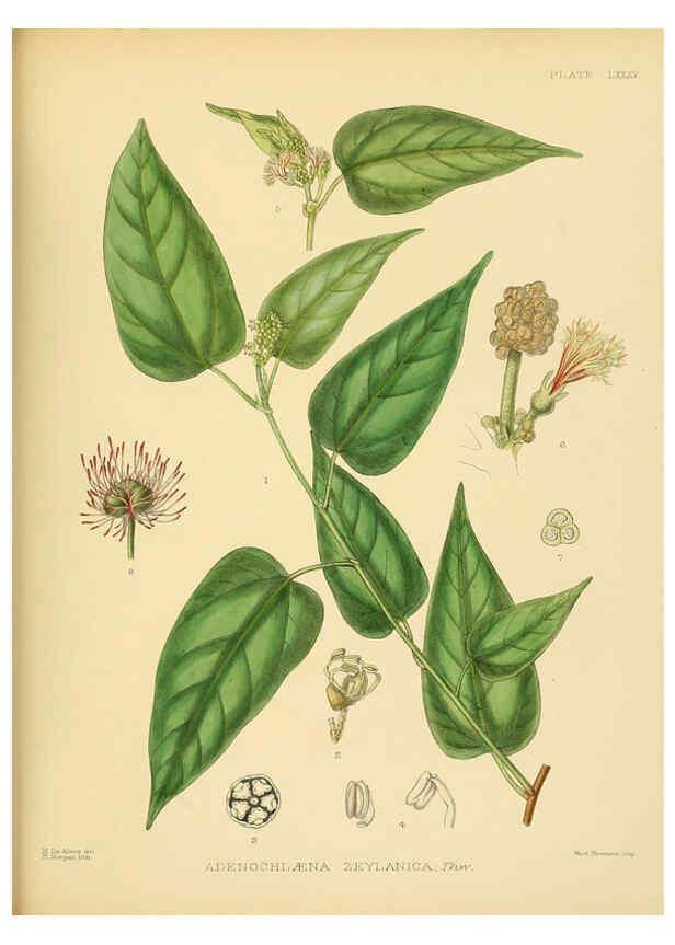 Reproducción/Reproduction 6430661861: A hand-book to the flora of Ceylon. atlas. London :Dulau,1893-1931