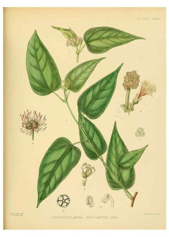 Reproducción/Reproduction 6430661861: A hand-book to the flora of Ceylon. atlas. London :Dulau,1893-1931