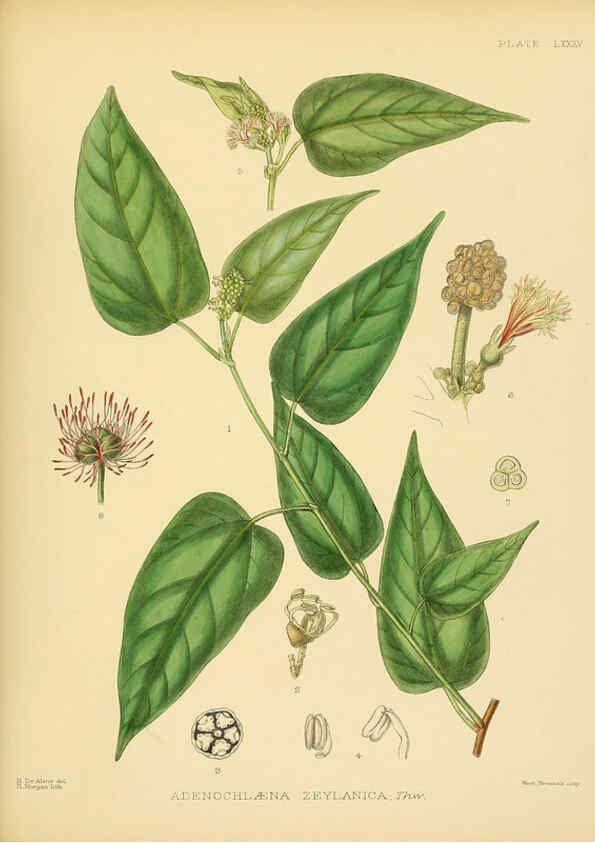 Reproducción/Reproduction 6430661861: A hand-book to the flora of Ceylon. atlas. London :Dulau,1893-1931