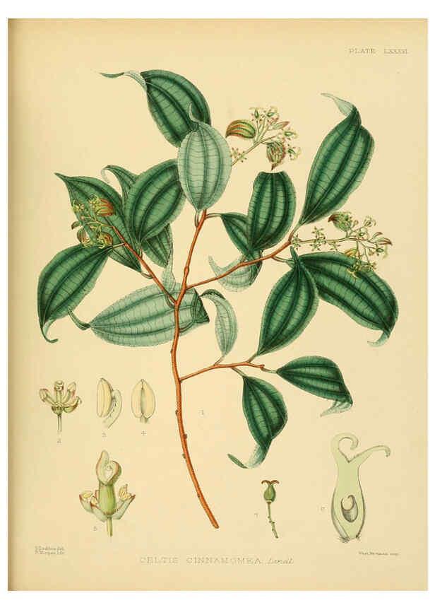 Reproducción/Reproduction 6430662183: A hand-book to the flora of Ceylon. atlas. London :Dulau,1893-1931
