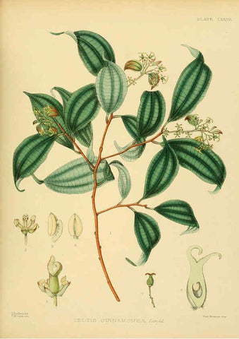 Reproducción/Reproduction 6430662183: A hand-book to the flora of Ceylon. atlas. London :Dulau,1893-1931