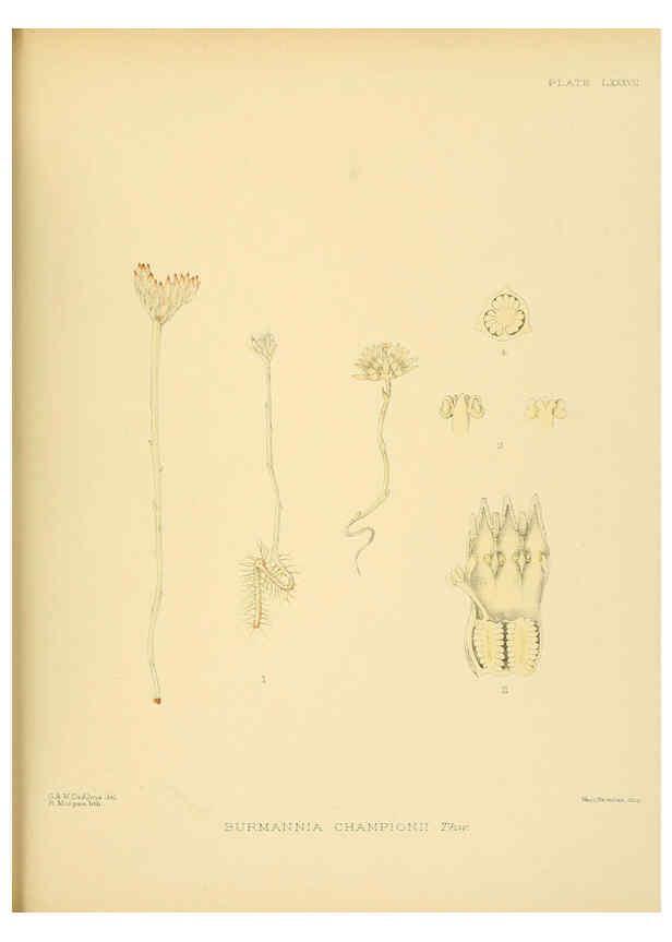 Reproducción/Reproduction 6430662569: A hand-book to the flora of Ceylon. atlas. London :Dulau,1893-1931