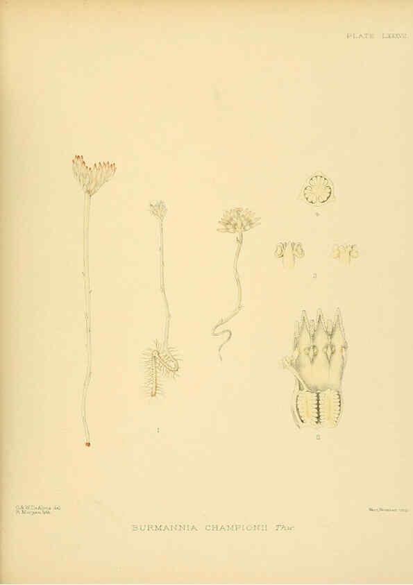 Reproducción/Reproduction 6430662569: A hand-book to the flora of Ceylon. atlas. London :Dulau,1893-1931