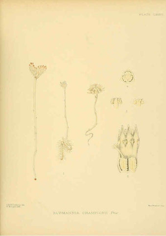 Reproducción/Reproduction 6430662569: A hand-book to the flora of Ceylon. atlas. London :Dulau,1893-1931