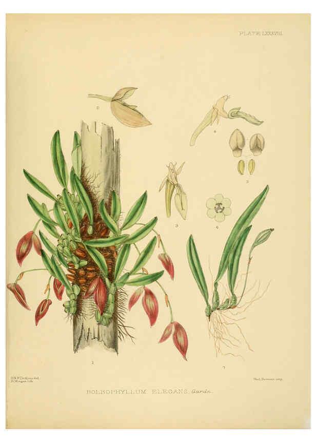 Reproducción/Reproduction 6430662843: A hand-book to the flora of Ceylon. atlas. London :Dulau,1893-1931