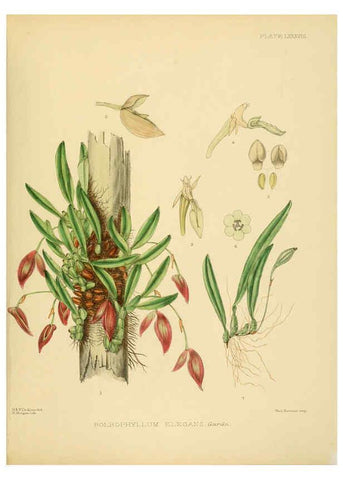 Reproducción/Reproduction 6430662843: A hand-book to the flora of Ceylon. atlas. London :Dulau,1893-1931