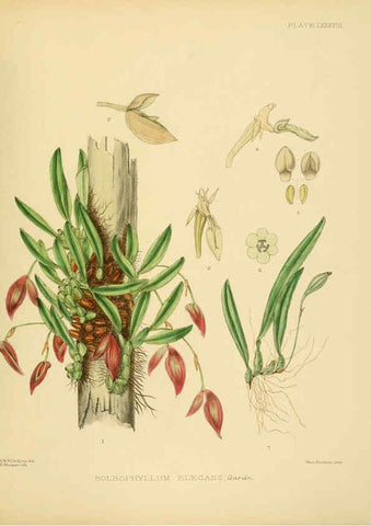 Reproducción/Reproduction 6430662843: A hand-book to the flora of Ceylon. atlas. London :Dulau,1893-1931