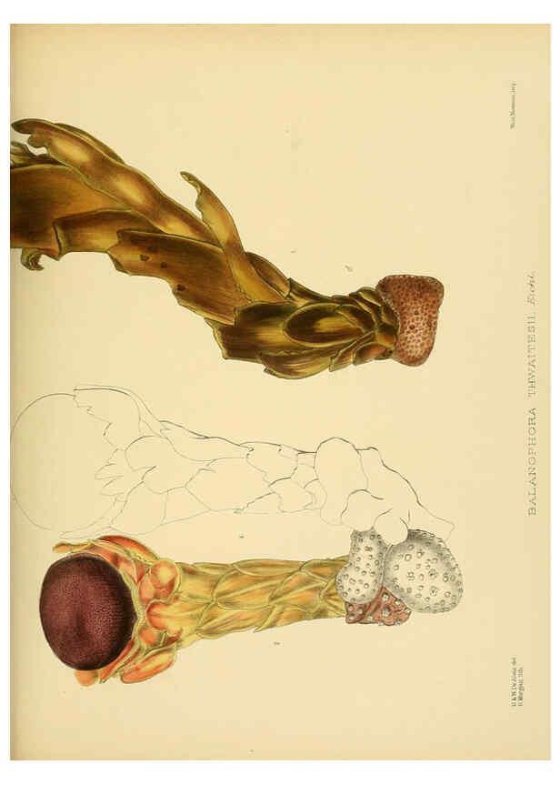 Reproducción/Reproduction 6430660623: A hand-book to the flora of Ceylon. atlas. London :Dulau,1893-1931