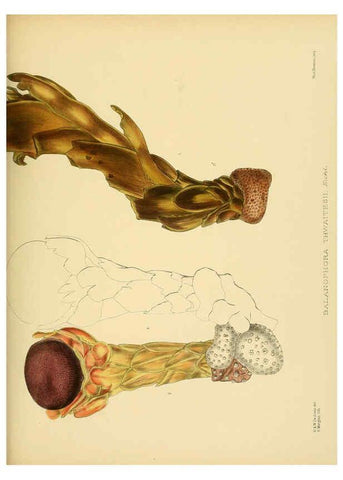Reproducción/Reproduction 6430660623: A hand-book to the flora of Ceylon. atlas. London :Dulau,1893-1931