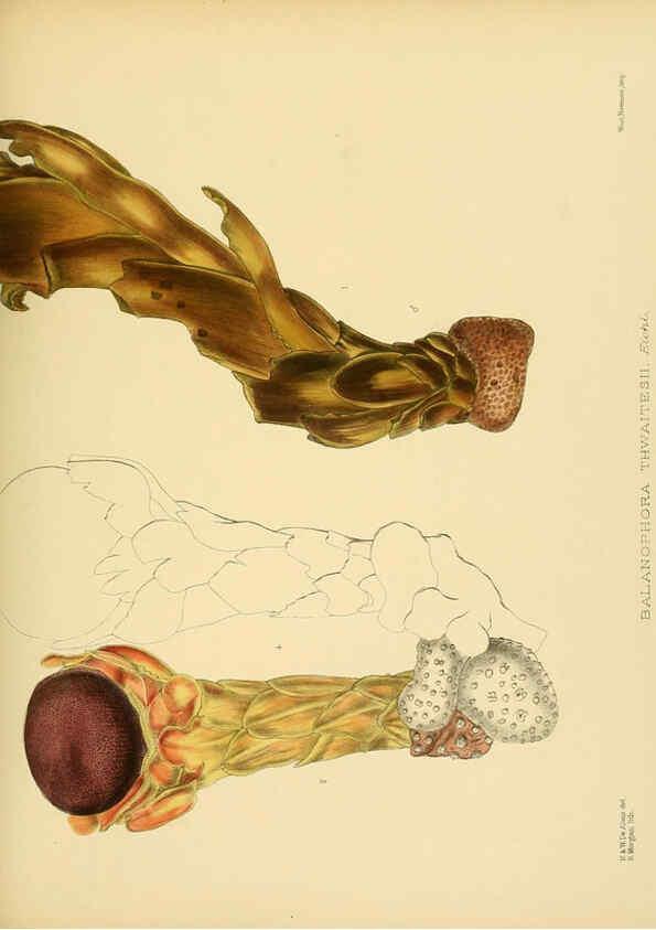 Reproducción/Reproduction 6430660623: A hand-book to the flora of Ceylon. atlas. London :Dulau,1893-1931