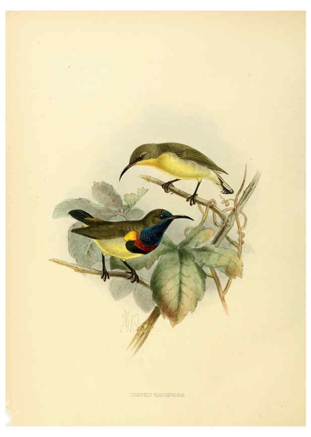 Reproducción/Reproduction 6431104393: A monograph of the Nectariniidae, or, Family of sun-birds London :Published by the author,1876-1880