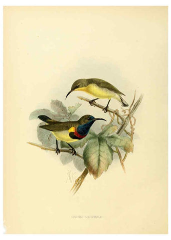 Reproducción/Reproduction 6431104393: A monograph of the Nectariniidae, or, Family of sun-birds London :Published by the author,1876-1880