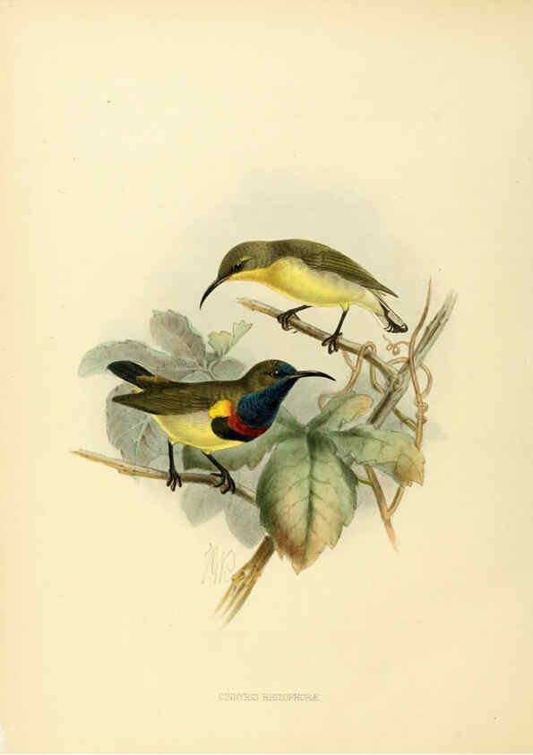 Reproducción/Reproduction 6431104393: A monograph of the Nectariniidae, or, Family of sun-birds London :Published by the author,1876-1880