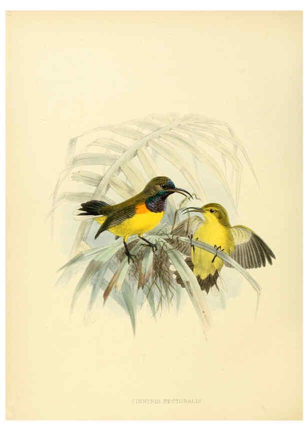 Reproducción/Reproduction 6431104731: A monograph of the Nectariniidae, or, Family of sun-birds London :Published by the author,1876-1880