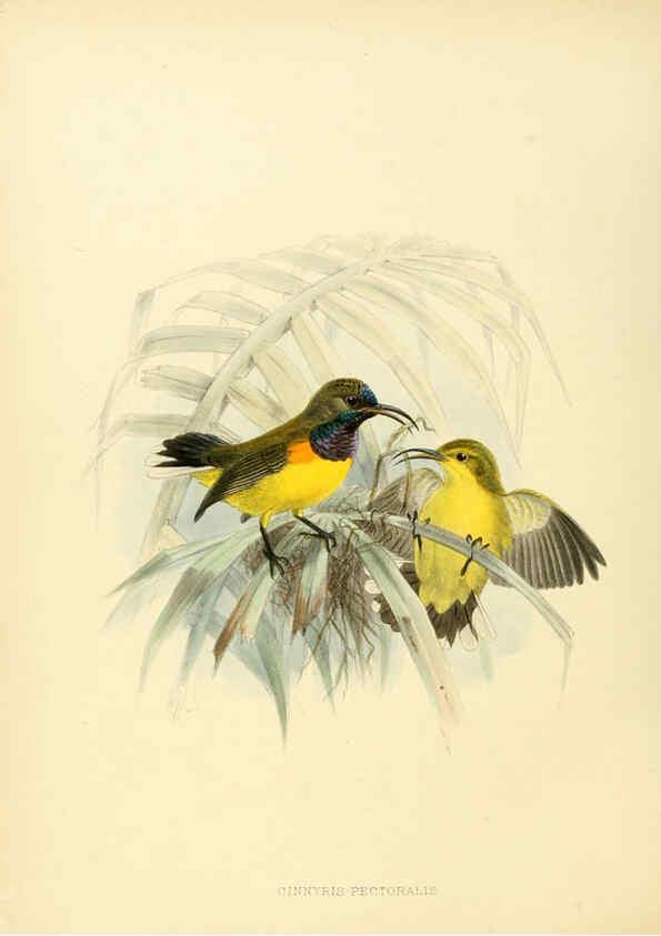 Reproducción/Reproduction 6431104731: A monograph of the Nectariniidae, or, Family of sun-birds London :Published by the author,1876-1880