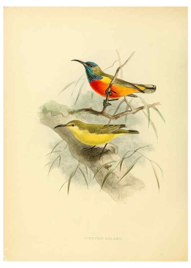 Reproducción/Reproduction 6431105061: A monograph of the Nectariniidae, or, Family of sun-birds London :Published by the author,1876-1880