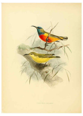 Reproducción/Reproduction 6431105061: A monograph of the Nectariniidae, or, Family of sun-birds London :Published by the author,1876-1880
