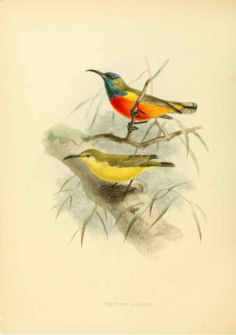 Reproducción/Reproduction 6431105061: A monograph of the Nectariniidae, or, Family of sun-birds London :Published by the author,1876-1880