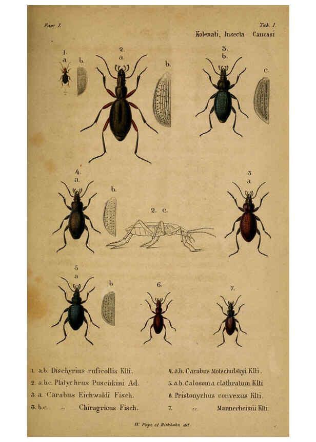 Reproducción/Reproduction 6436379323: Meletemata entomologica. 1-5. Petropoli :Imperialis Academiae Scientiarum,1845-1846
