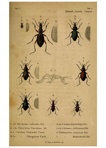 Reproducción/Reproduction 6436379323: Meletemata entomologica. 1-5. Petropoli :Imperialis Academiae Scientiarum,1845-1846