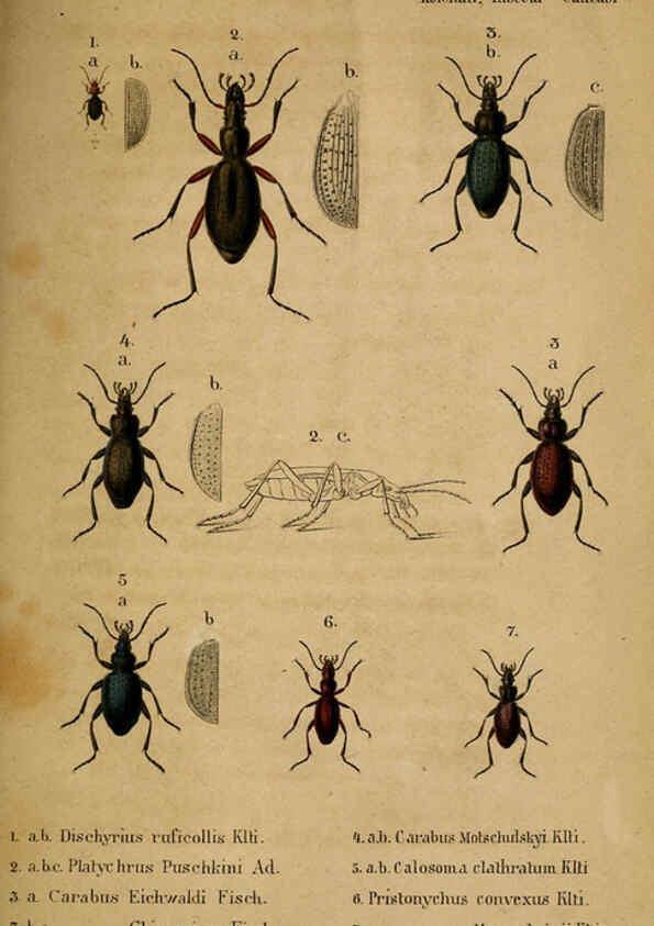 Reproducción/Reproduction 6436379323: Meletemata entomologica. 1-5. Petropoli :Imperialis Academiae Scientiarum,1845-1846