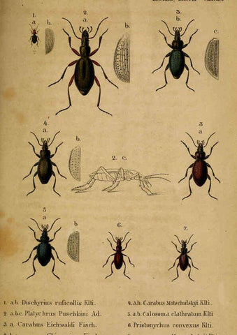 Reproducción/Reproduction 6436379323: Meletemata entomologica. 1-5. Petropoli :Imperialis Academiae Scientiarum,1845-1846