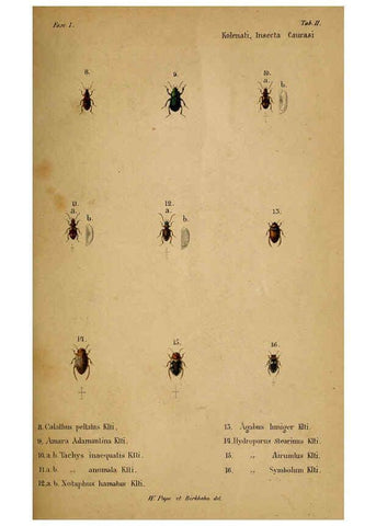 Reproducción/Reproduction 6436379785: Meletemata entomologica. 1-5. Petropoli :Imperialis Academiae Scientiarum,1845-1846
