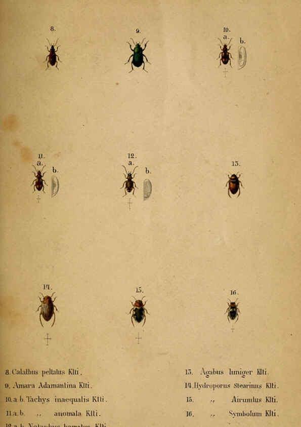 Reproducción/Reproduction 6436379785: Meletemata entomologica. 1-5. Petropoli :Imperialis Academiae Scientiarum,1845-1846