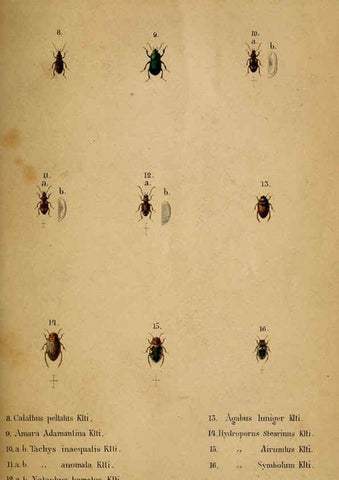 Reproducción/Reproduction 6436379785: Meletemata entomologica. 1-5. Petropoli :Imperialis Academiae Scientiarum,1845-1846