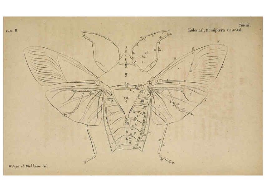 Reproducción/Reproduction 6436380281: Meletemata entomologica. 1-5. Petropoli :Imperialis Academiae Scientiarum,1845-1846