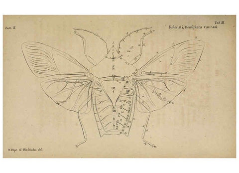 Reproducción/Reproduction 6436380281: Meletemata entomologica. 1-5. Petropoli :Imperialis Academiae Scientiarum,1845-1846