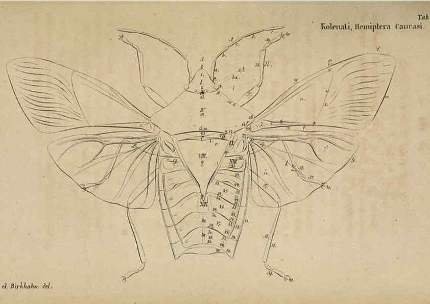 Reproducción/Reproduction 6436380281: Meletemata entomologica. 1-5. Petropoli :Imperialis Academiae Scientiarum,1845-1846