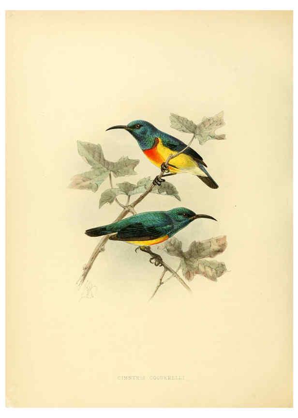 Reproducción/Reproduction 6431112209: A monograph of the Nectariniidae, or, Family of sun-birds London :Published by the author,1876-1880