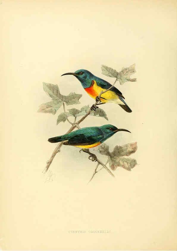 Reproducción/Reproduction 6431112209: A monograph of the Nectariniidae, or, Family of sun-birds London :Published by the author,1876-1880