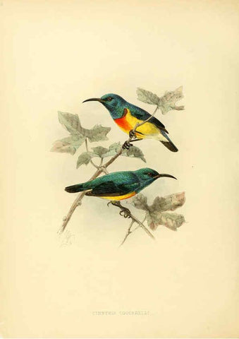 Reproducción/Reproduction 6431112209: A monograph of the Nectariniidae, or, Family of sun-birds London :Published by the author,1876-1880