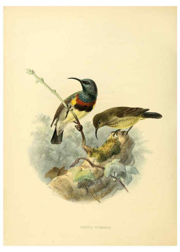 Reproducción/Reproduction 6431112755: A monograph of the Nectariniidae, or, Family of sun-birds London :Published by the author,1876-1880